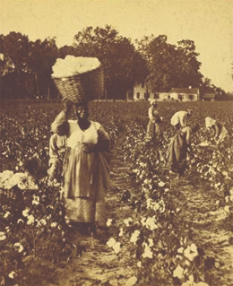 Figure 12.3 In the late nineteenth century, J. N. Wilson captured this image of harvest time at a southern plantation. While the workers in this photograph are not slave laborers, the process of cotton harvesting shown here had changed little from antebellum times.